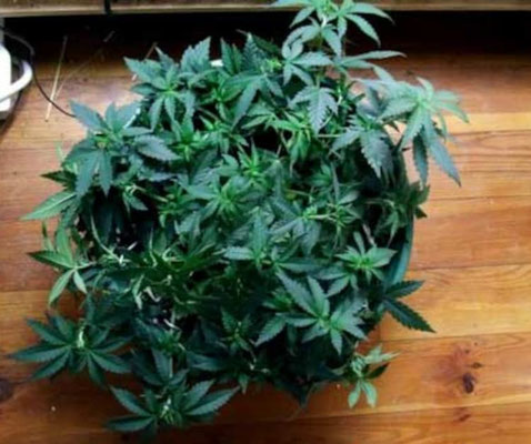 cannabis pflanze nach LST