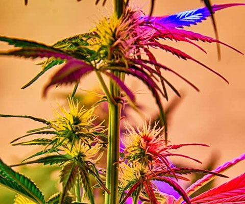 weibliche cannabispflanze