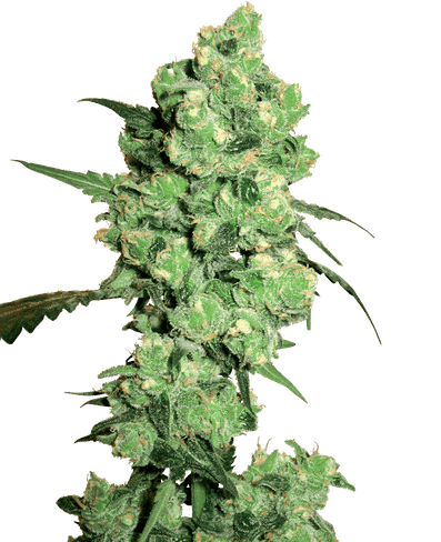 Super Skunk Feminisierte Hanfsamen