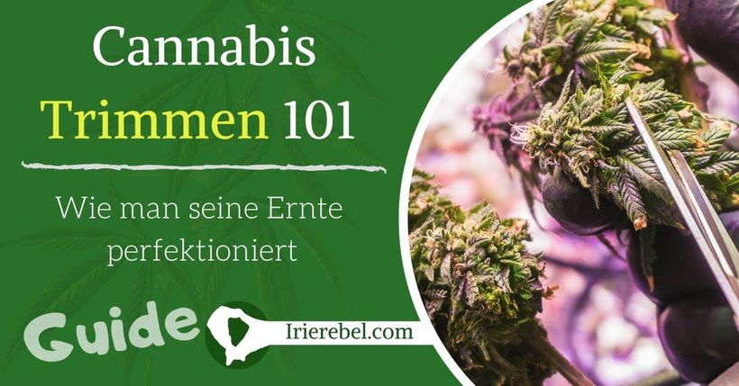 Cannabis trimmen - Wie man Cannabis trimmt