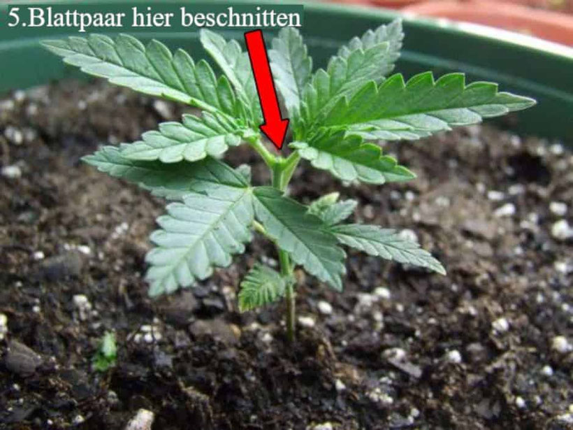5.blattpaar hier beschnitten (getoppt)