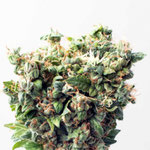Cannabis Sorte 3