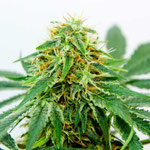 Cannabis Sorte 4