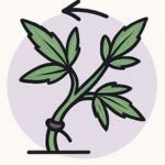 LST – Low-Stress-Training