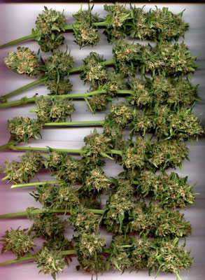 Fertig geerntete Cannabis Hanf Blüten bereit zum trocknen