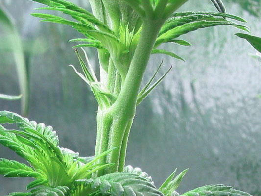 junge cannabis Blüte