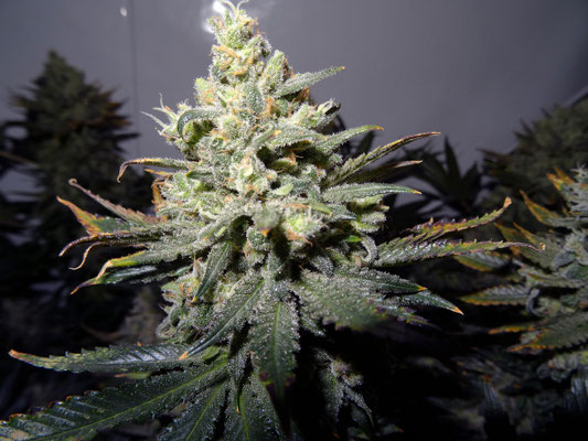 Reife Marihuana Pflanze