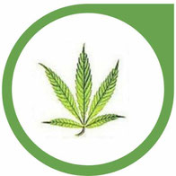 Eisen (Fe) Mangel bei Cannabis - Erkennen und beheben