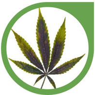 Zink (Zn) Mangel bei Cannabis erkennen & beheben