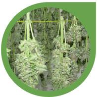 Verarbeitung der Cannabis Ernte & Methoden der Schnelltrocknung