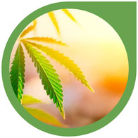 Was braucht eine Cannabis Pflanze zum wachsen? Das müssen Sie als Neuling wissen!