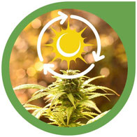 Der Lichtzyklus bei Cannabis Pflanzen - Cannabis Anbau Lichtzyklus
