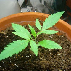 cannabis wachstum woche 1
