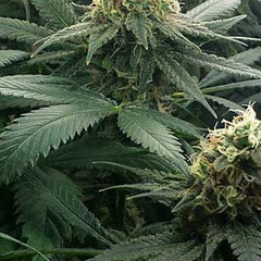 Cannabis nach 90 Tagen