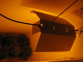 kleiner Hanf Cannabis Anbau Raum mit Hanfpflanzen unter Grow Lampe