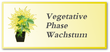 Wachstum & vegetative Phase