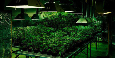 Großer Hanf Cannabis  Indoor Anbauraum (Grow room)