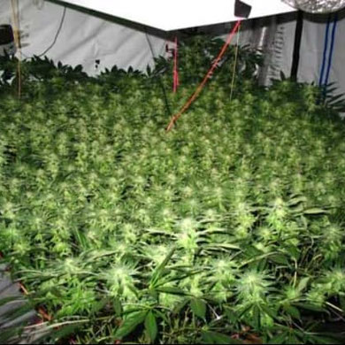 scrog in der blütephase