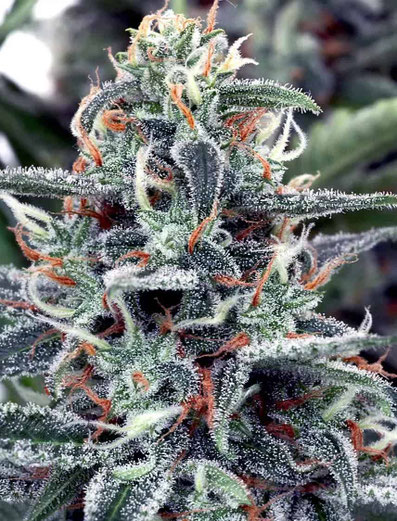 White Widow Blüte Nahaufnahme