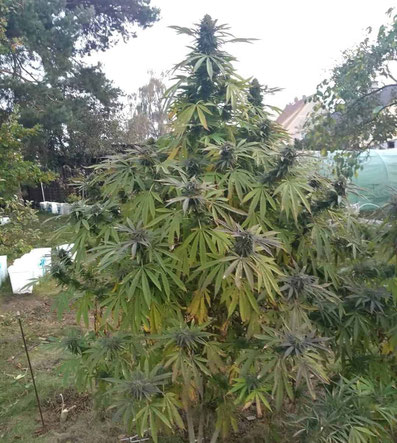Wachstumsmuster der Sweet Cherry Kush