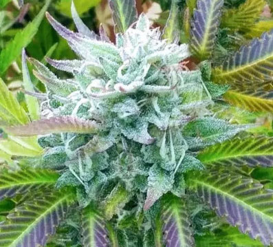 Blueberry Zkittlez Automatic Blüte