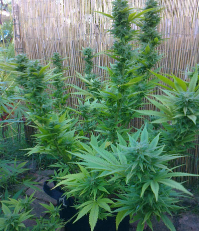 Ed Rosenthal Super Bud Outdoor Pflanze