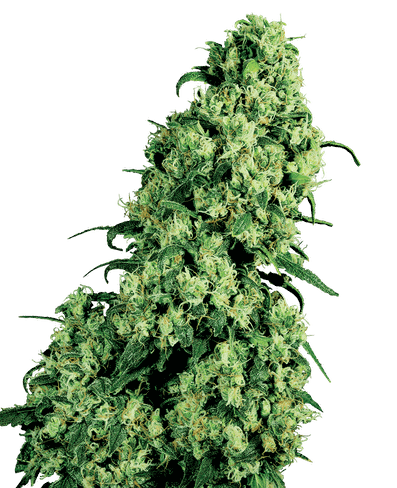 Skunk 1 feminisierte Hanfsamen