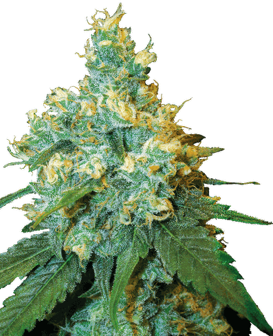 Jack Herer Reguläre Hanfsamen