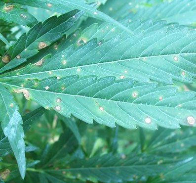 Blattseptoria cannabis