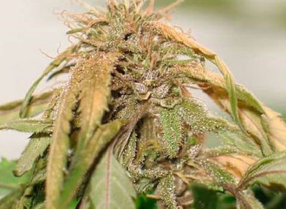 Verticillium-Welke Cannabis