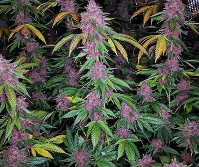 Purple bud Indoor