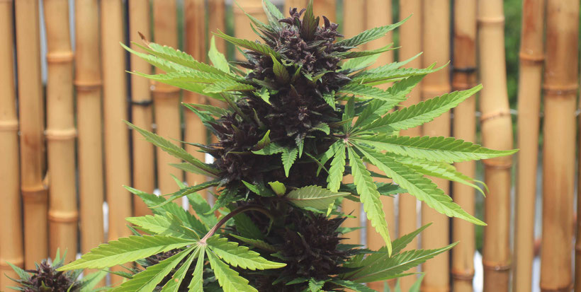 Purple Bud Automatic Blüte