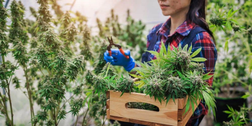 Cannabis Ernten