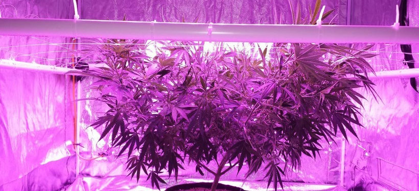 LED Grow Lampe