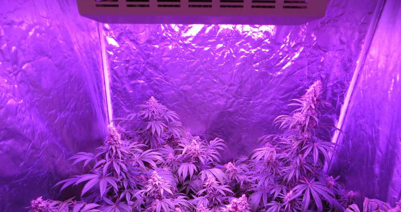 Vor- und Nachteile der Verwendung einer LED Grow Lampe