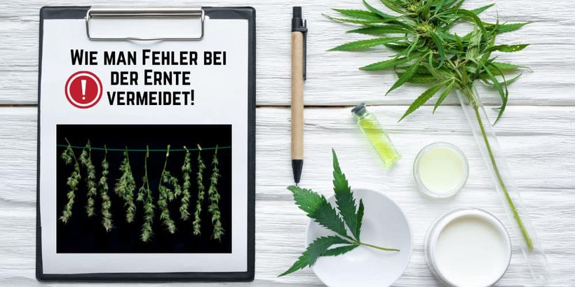 Vermeidung von Fehlern bei der Ernte von Cannabis