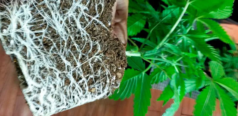 cannabis wurzeln