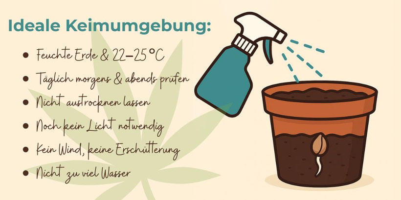 Hanfsamen keimen lassen in Erde Info Grafik Mini
