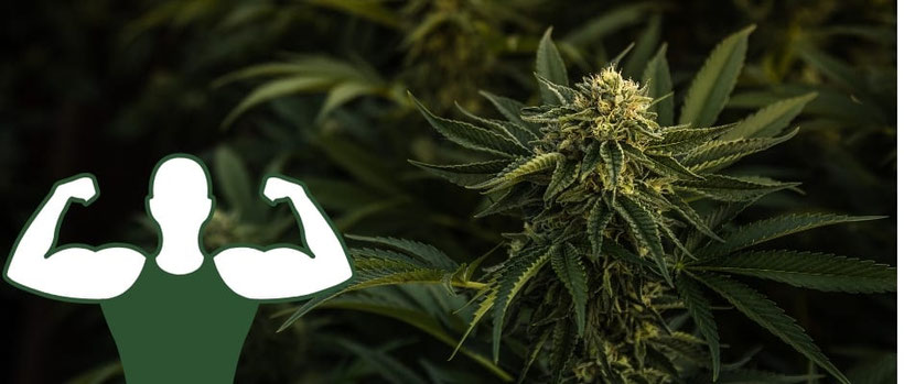 starke cannabis pflanze