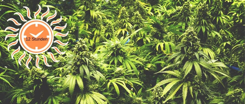 Die Blüte-Phase Cannabis