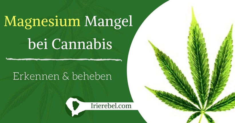 Magnesium (Mg) Mangel bei Cannabis erkennen & beheben