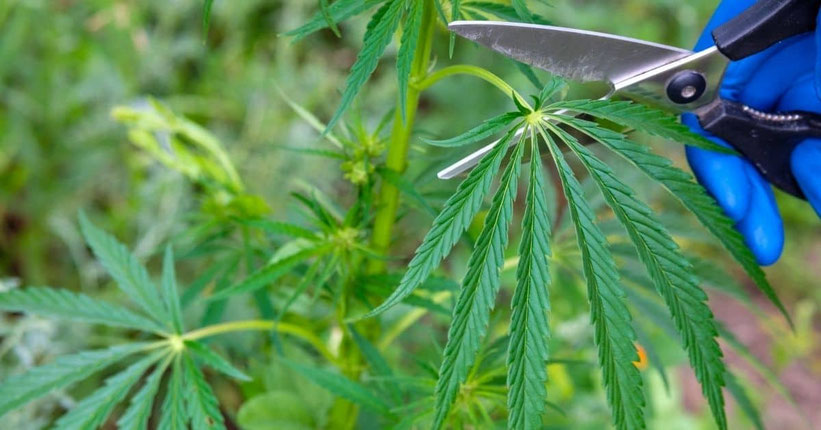 Wann und warum Autoflowering-Cannabis entlauben