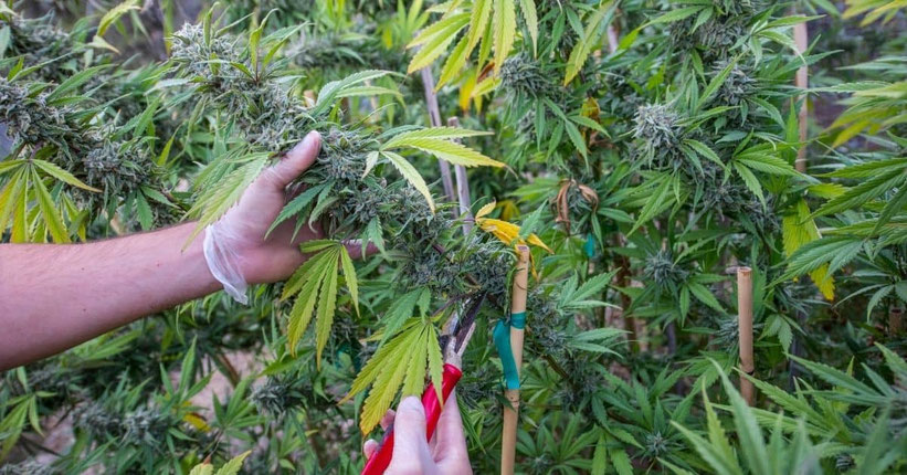 Die Cannabis Ernte