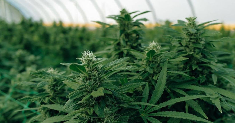 Ertrag von Super-Autoflowering Sorten