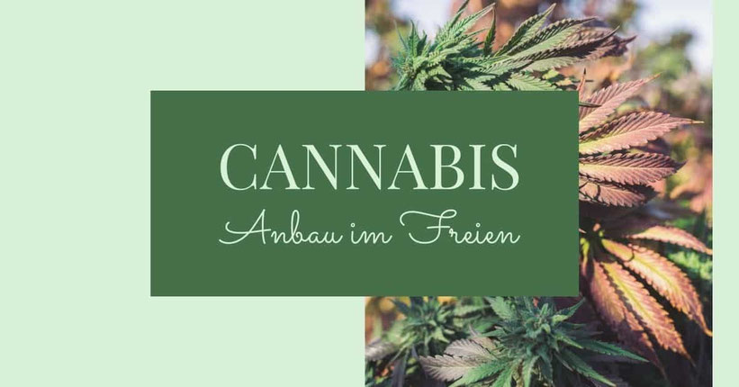 Wie man Cannabis im Freien (Outdoor) anbaut - Schritt für schritt
