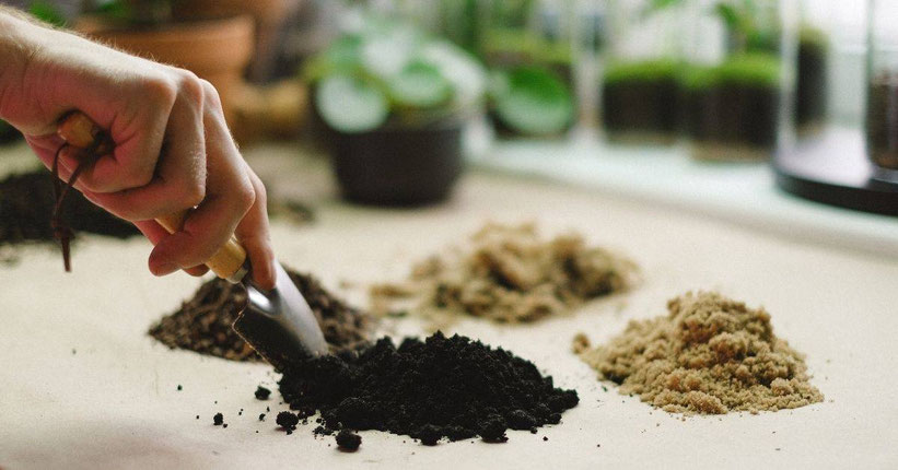 Cannabis Anbau ohne Dünger
