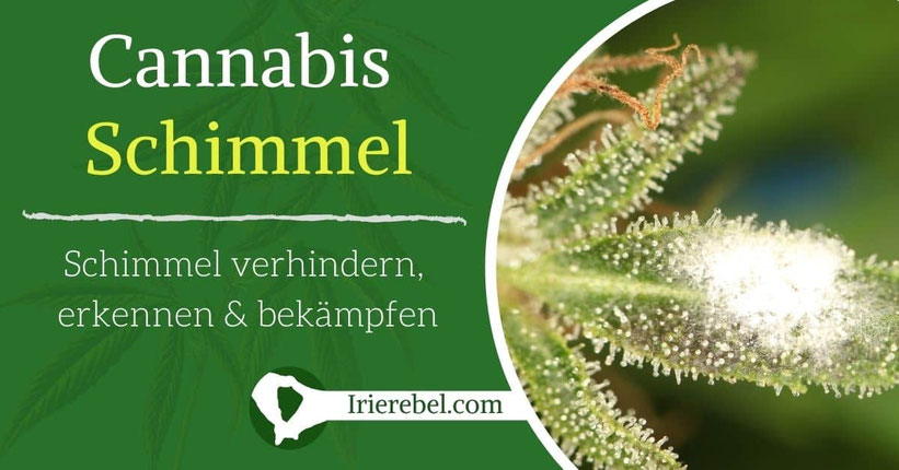 Cannabis Schimmel – Schimmel auf Cannabis verhindern, erkennen & bekämpfen