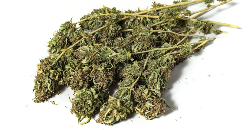 Was beeinflusst den Ertrag von Autoflowering Cannabis Pflanzen?