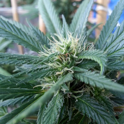 junge weibliche cannabis blüte