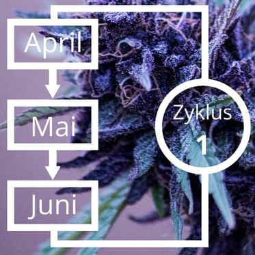 Erster Anbauzyklus von April bis Juni